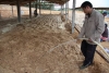 Mô hình chăn nuôi gà trên nền đệm lót sinh học