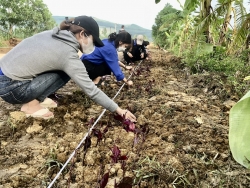 Đoàn xã Tam Lộc tổ chức ra quân trồng tuyến đường hoa thanh niên